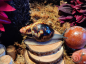 Preview: Archachatina Marginata Egregia